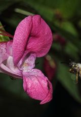 Wespe an Springkraut Druesiges Edertal Rennertehausen